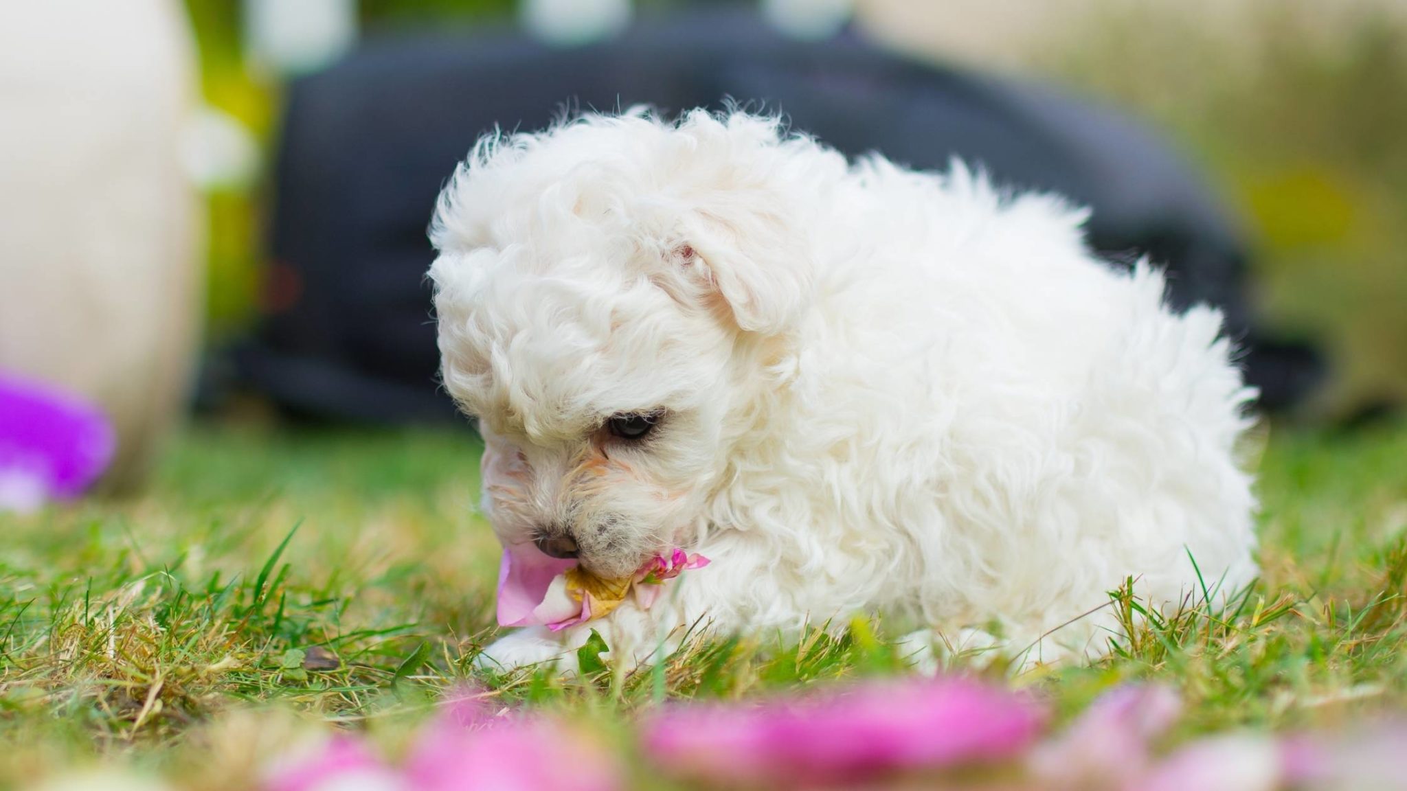 Can Dogs Eat Rose Petals? Are they Dangerous or Toxic?