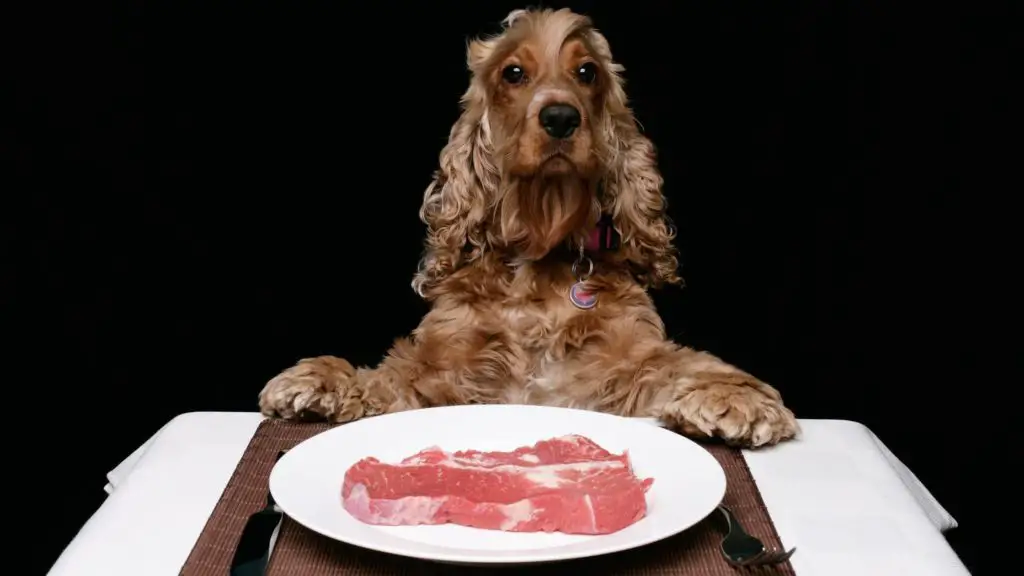 Can Dogs Eat Steak Fat What Are The Risks 