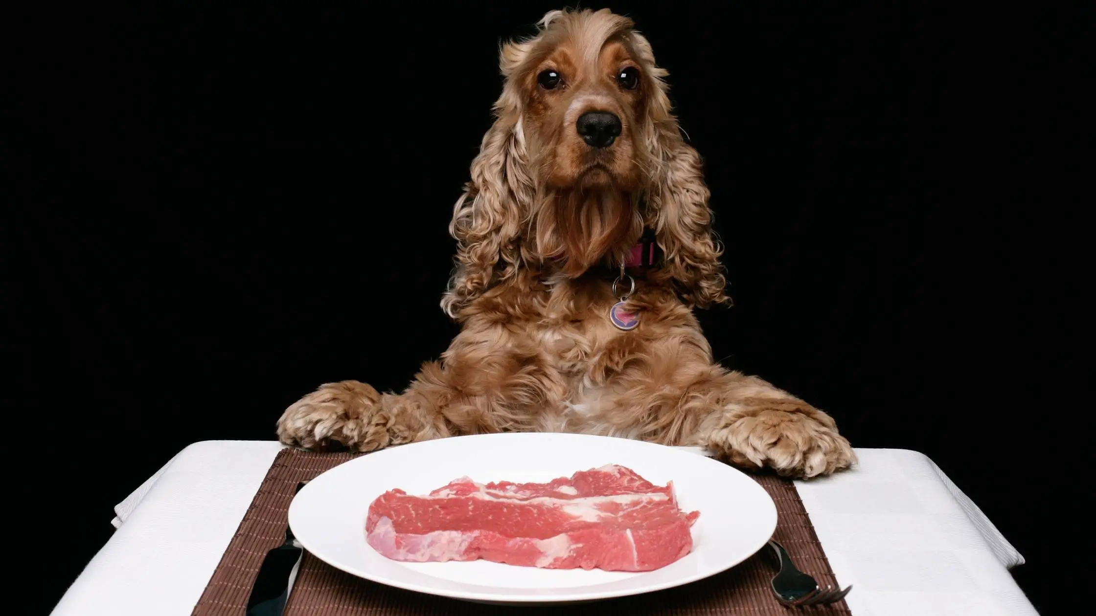 Can Dogs Eat Steak Fat What Are The Risks