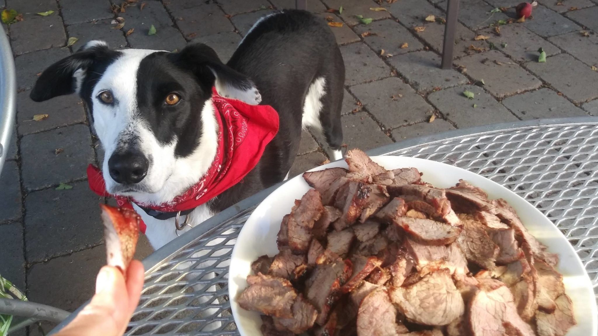 Can Dogs Eat Steak Fat? What are the Risks?