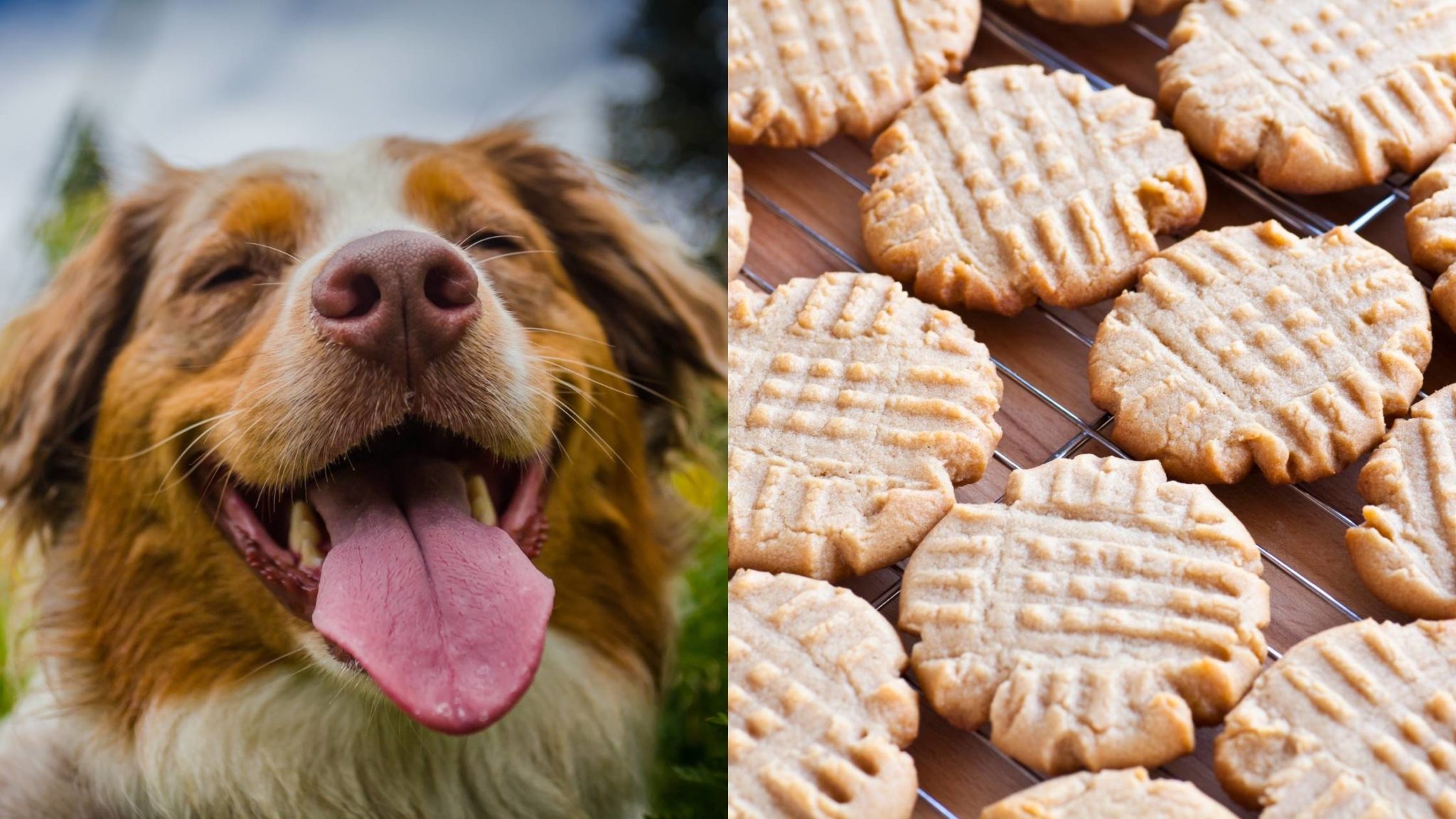 Can dogs Eat Peanut Butter Cookies? Are There Any Risks?