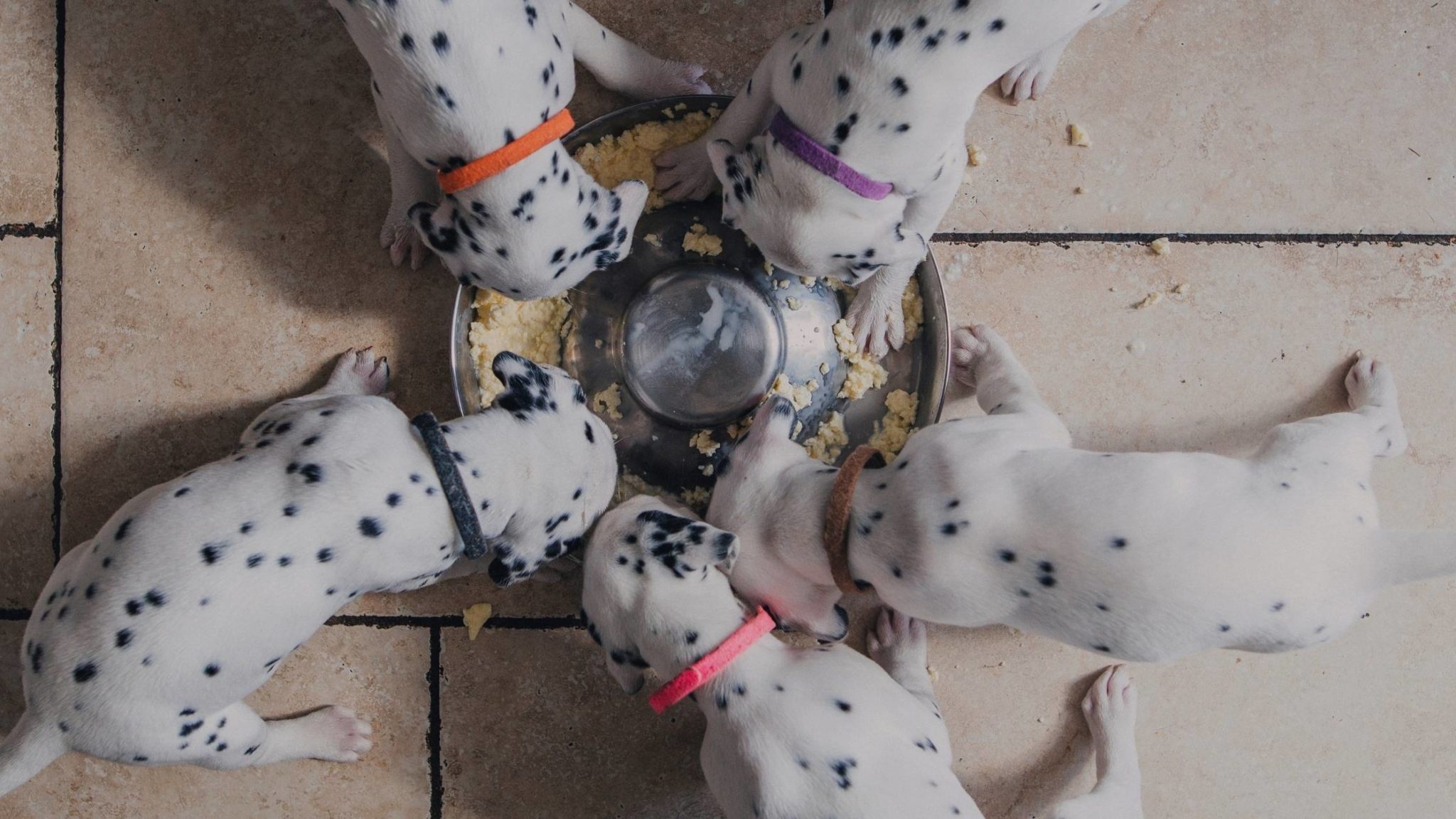 Can Dogs Eat Egg Salad? Everything You Need to Know