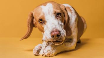 can dogs eat bamboo shoots