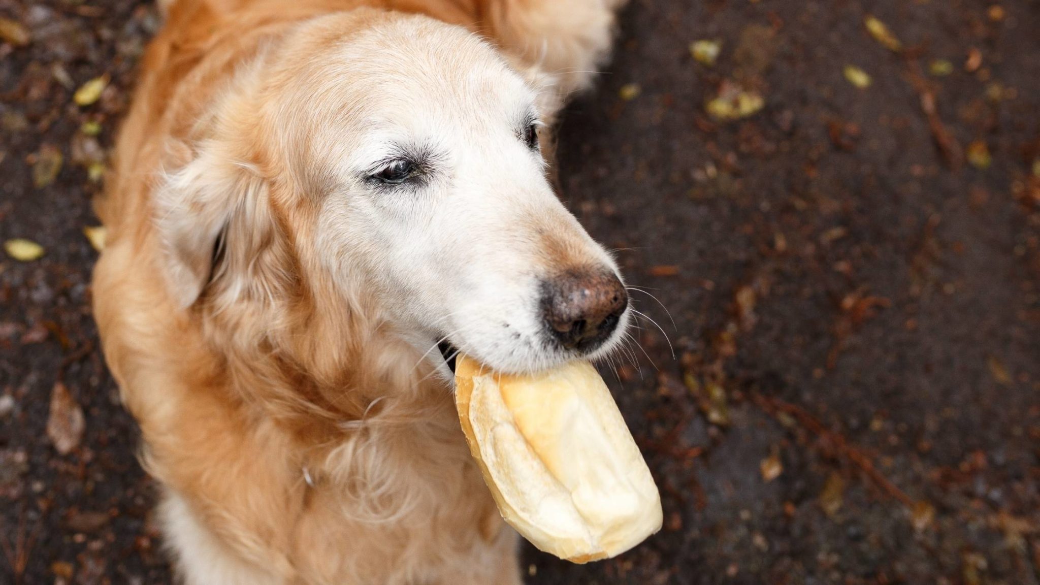 Can Dogs Eat Pandan Bread? What Pet Owners Need to Know