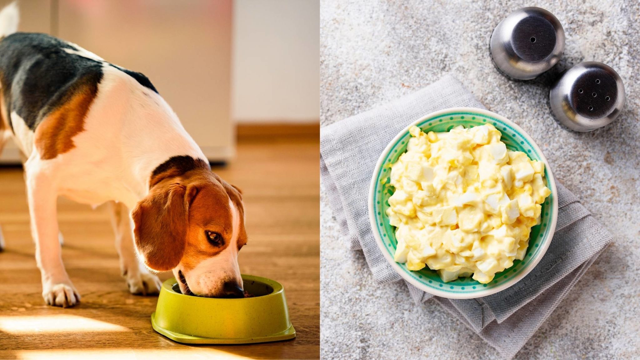 Can Dogs Eat Egg Salad? Everything You Need to Know