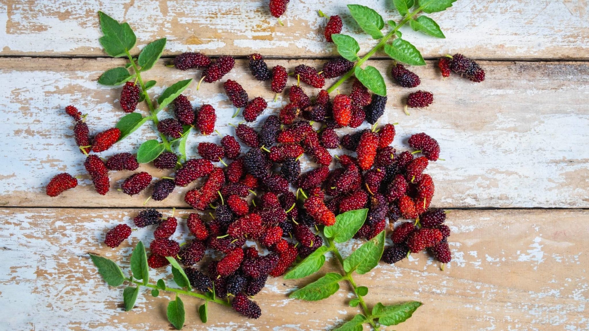 can-dogs-eat-mulberries-are-they-toxic