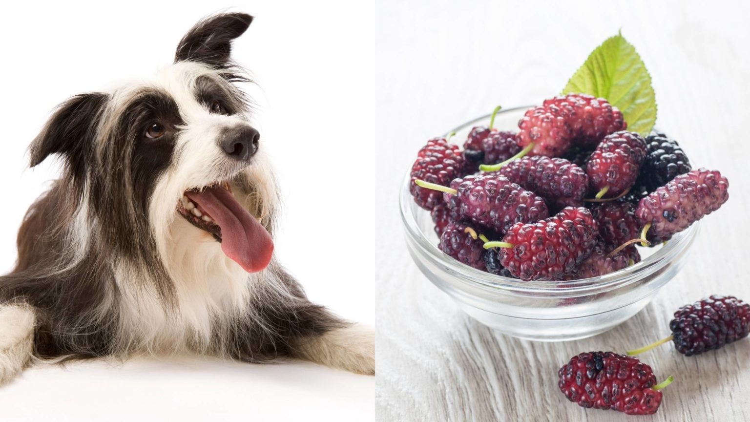 can-dogs-eat-mulberries-are-they-toxic