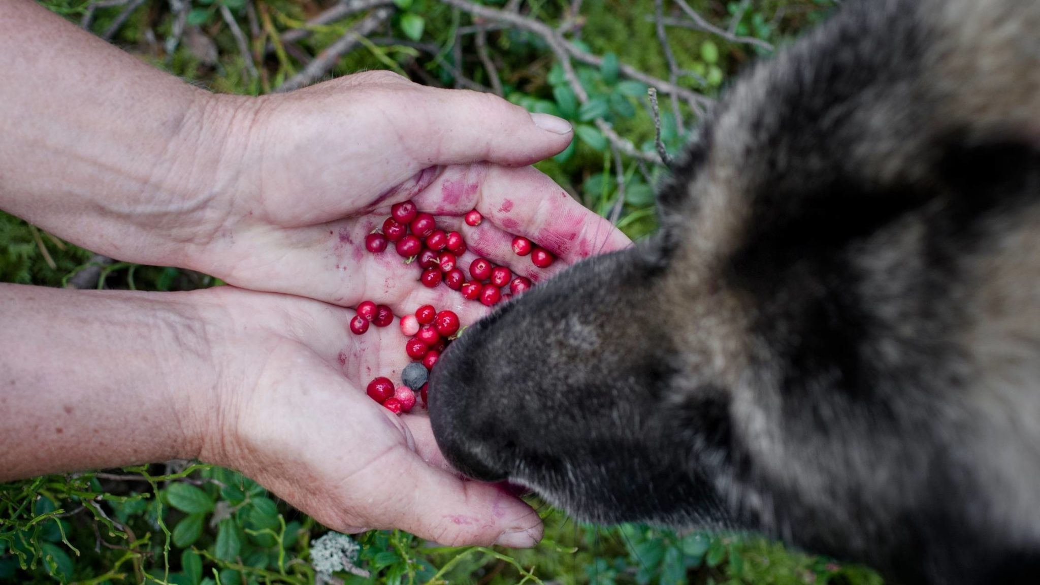 Can Dogs Eat Acai? Everything You Need to Know