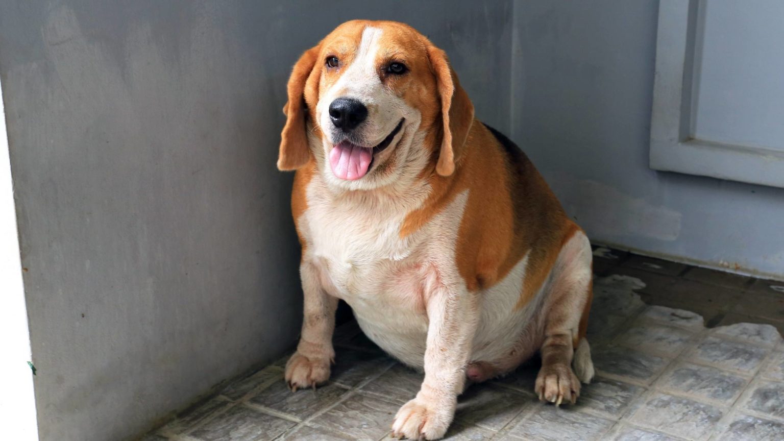 Can Dogs Eat Orange Chicken? Are There Any Risks?