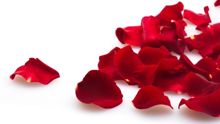 can-dogs-eat-rose-petals-are-they-dangerous-or-toxic