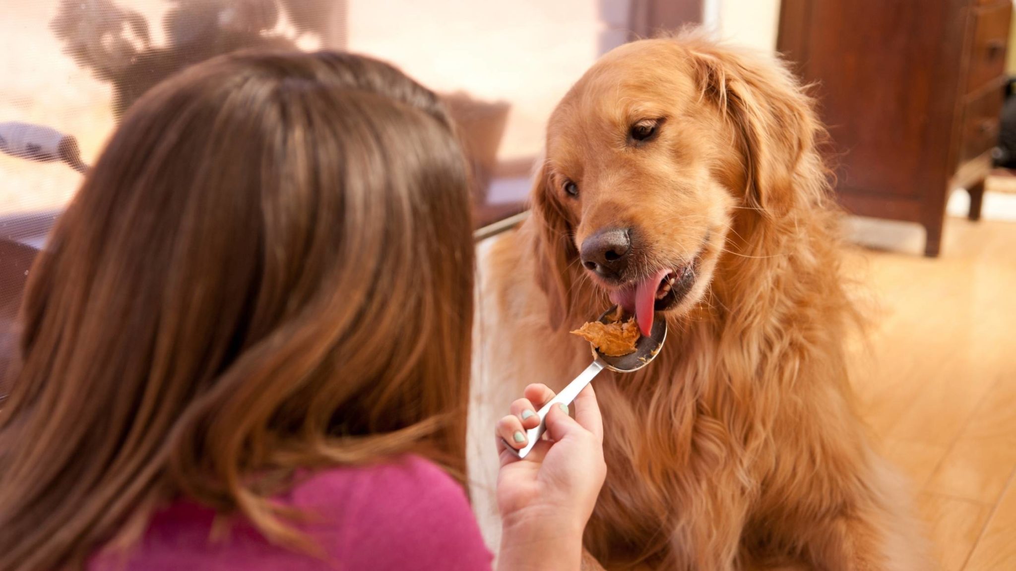 Can Dogs Eat Pop Tarts? What You Need to Know