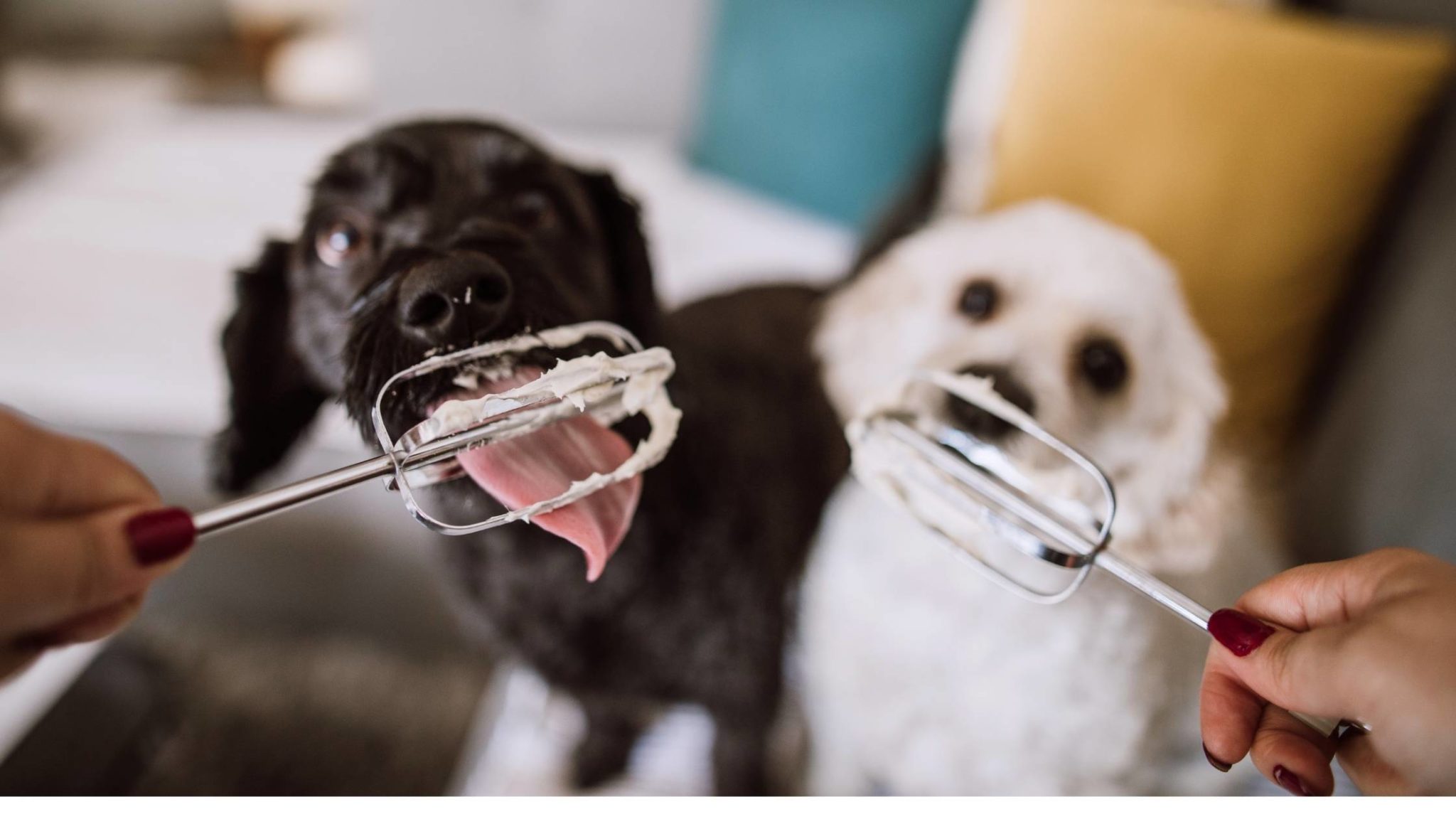 Can Dogs Eat Cool Whip? Is it Harmful?