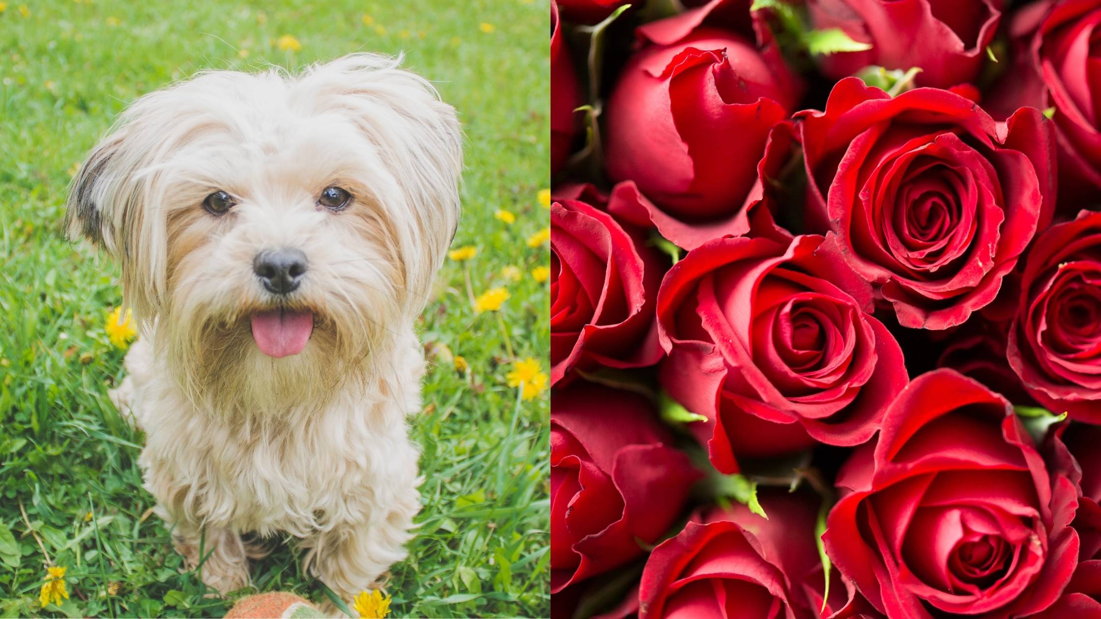 are rose petals safe for dogs