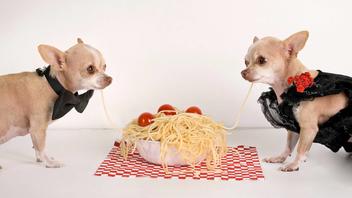 can dogs eat spaghetti and meatballs