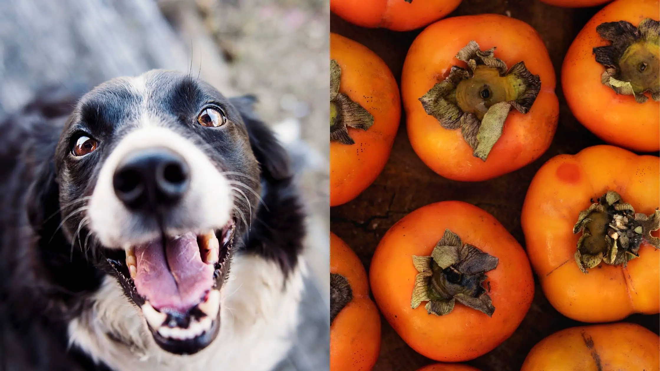 Can Dogs Eat Persimmons Are They Harmful