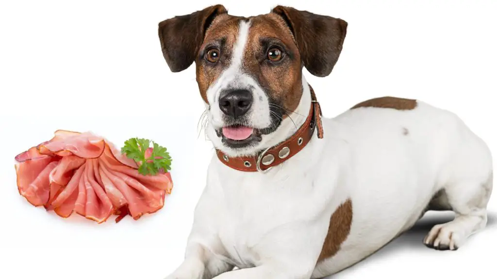 Can Dogs Eat Lunch Meat And Other Deli Meats 