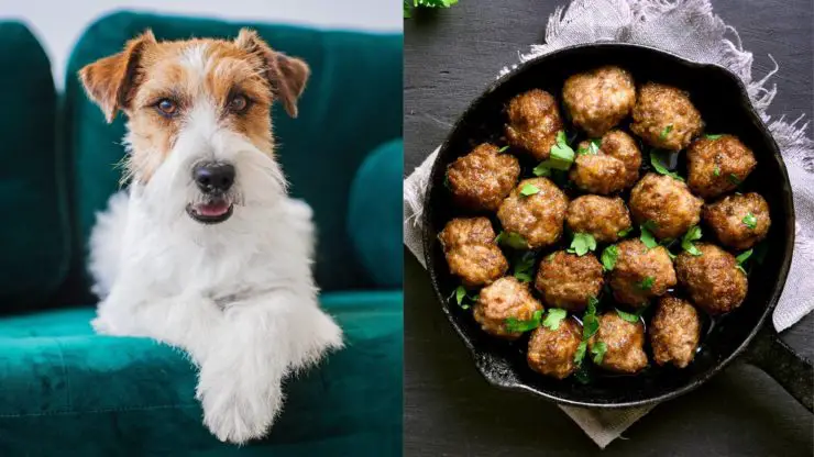 Can Dogs Eat Meatballs? Risks, Considerations And More