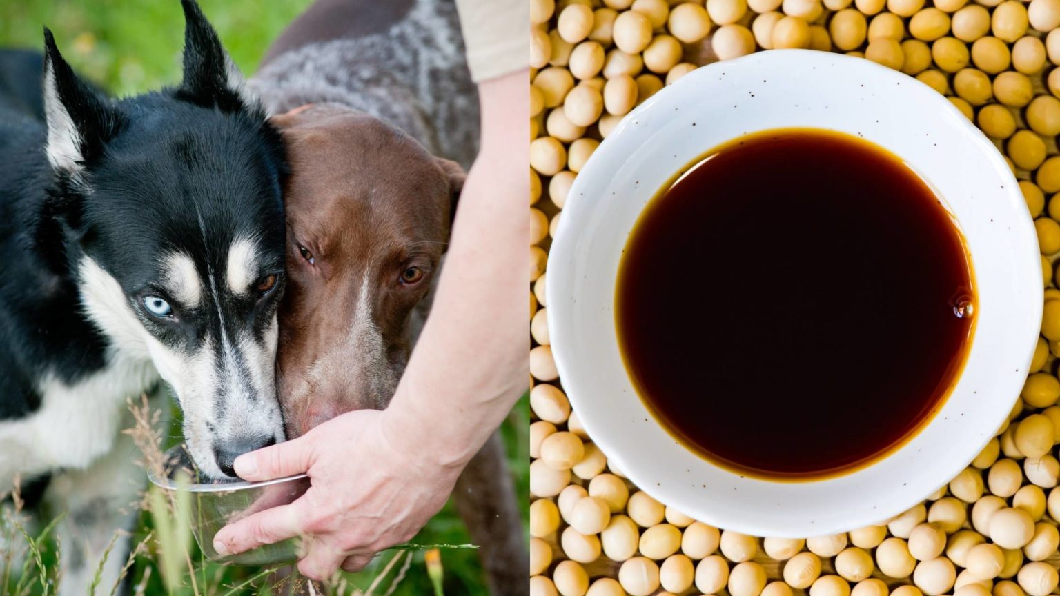 Dogs Have Soy Sauce