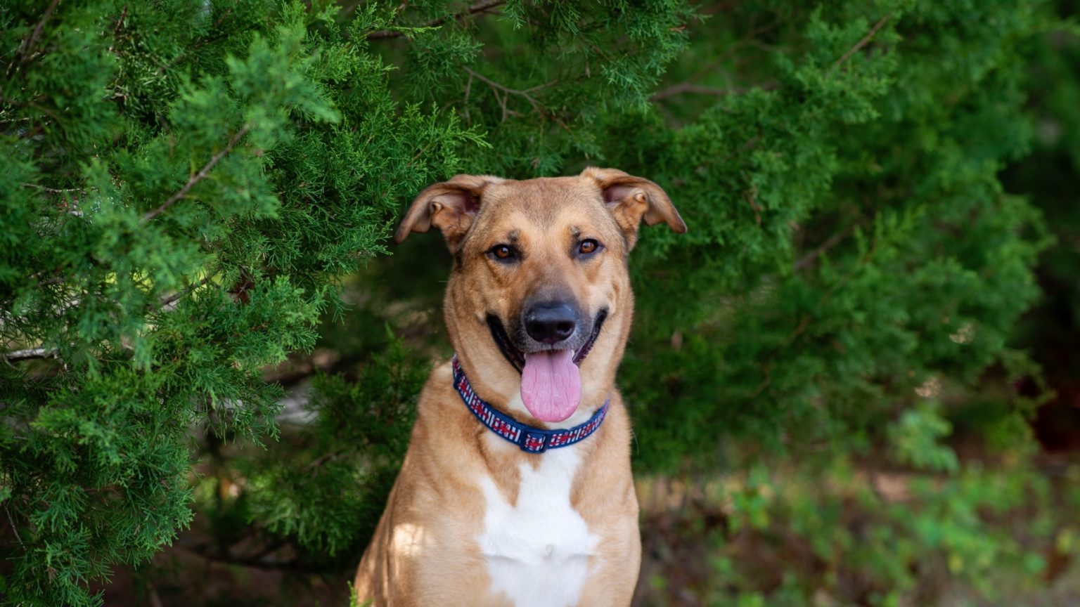 Catahoula Australian Shepherd Mix: A Complete Guide