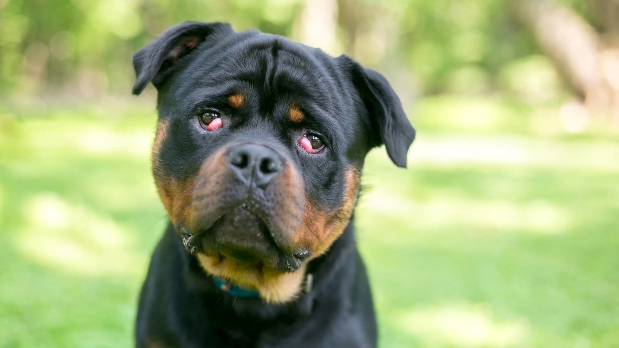 Why is My Dog Losing Hair Around Their Eyes?