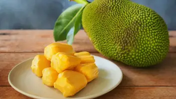 Can Dogs Eat Jackfruit Is It Safe